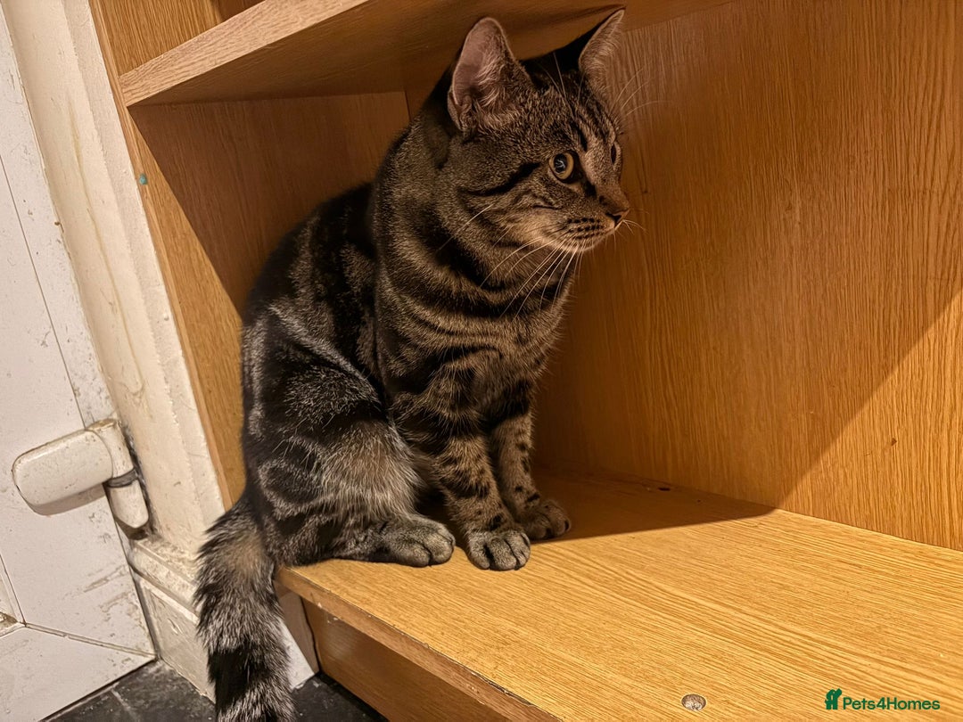 Mixed Breed cats for sale: Baby cat for sale / called pluto - Image 2