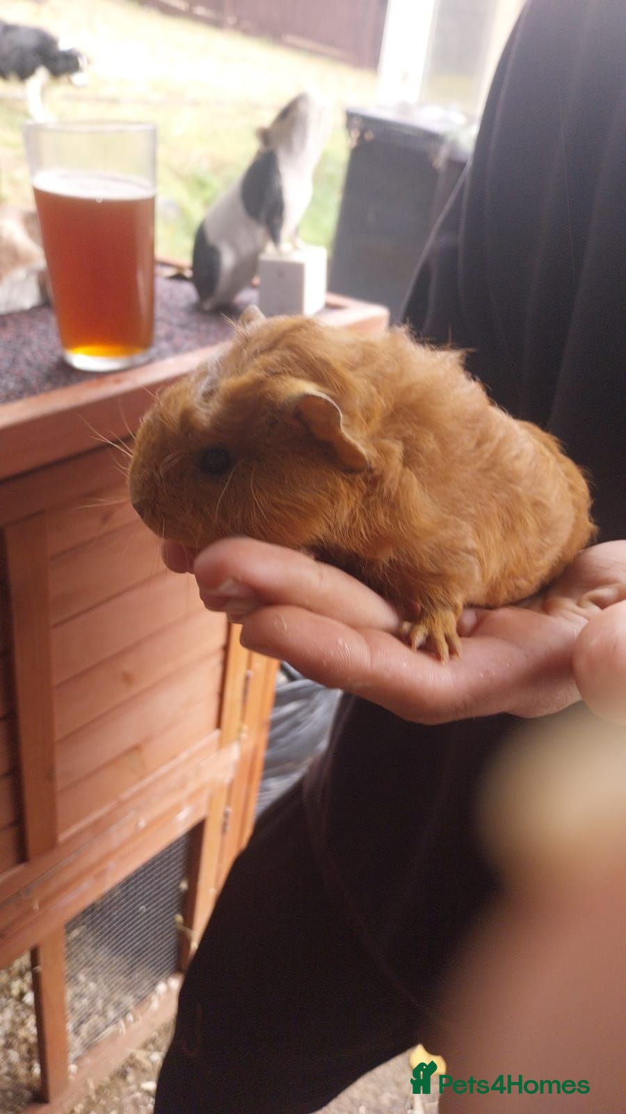 Guinea Pig rodents 5 female guinea pigs - Advert 2