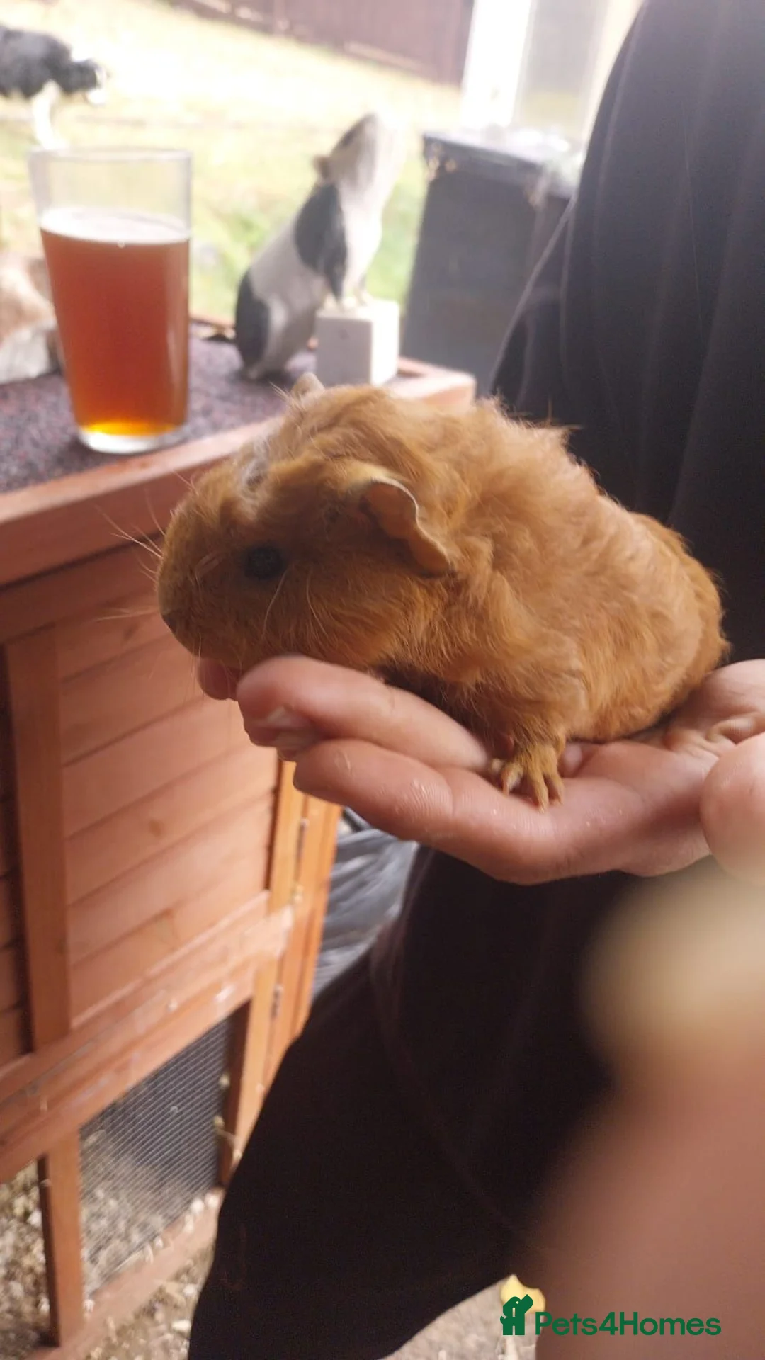 Guinea Pig rodents for sale: 5 female guinea pigs in Liskeard - Advert 1