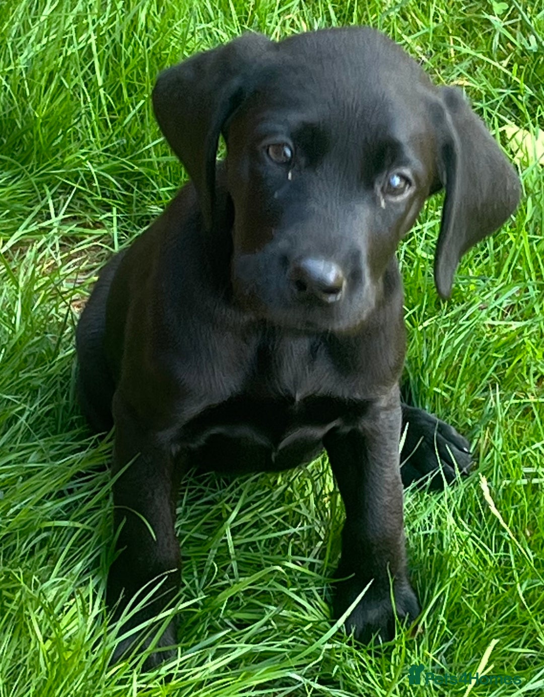 Labrador Retriever dogs for sale: Beautiful lab female puppy  - Image 18
