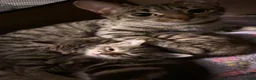 Mixed Breed cats for sale: Kittens For Sale - Advert 6