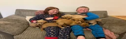 Cocker Spaniel dogs for sale: Cocker spaniel 1 bitch left - Advert 4
