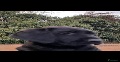 Labrador Retriever dogs - Advert 1