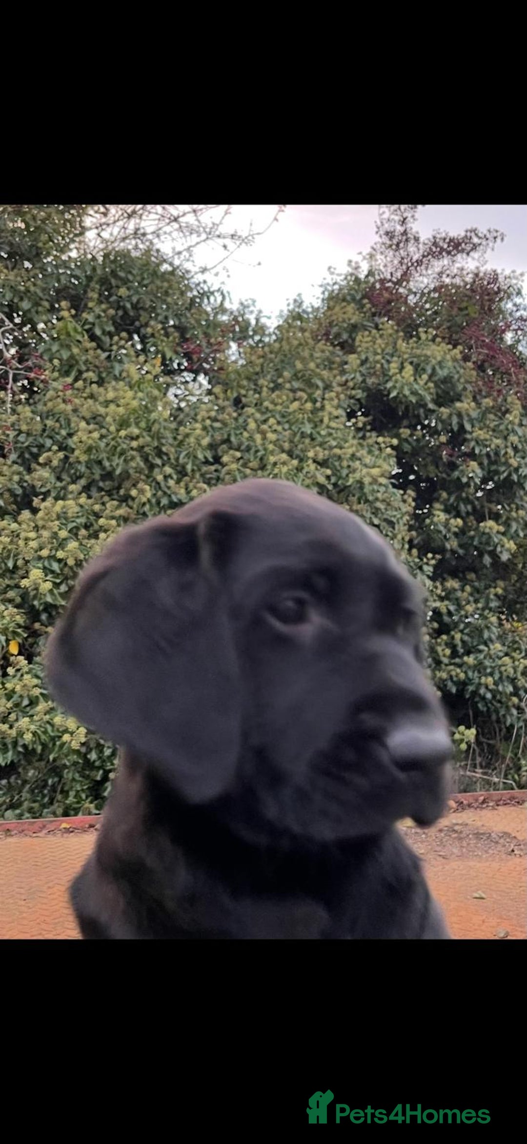 Labrador Retriever dogs for sale: Black Labrador Pups - Image 2