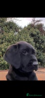 Labrador Retriever dogs - Advert 2
