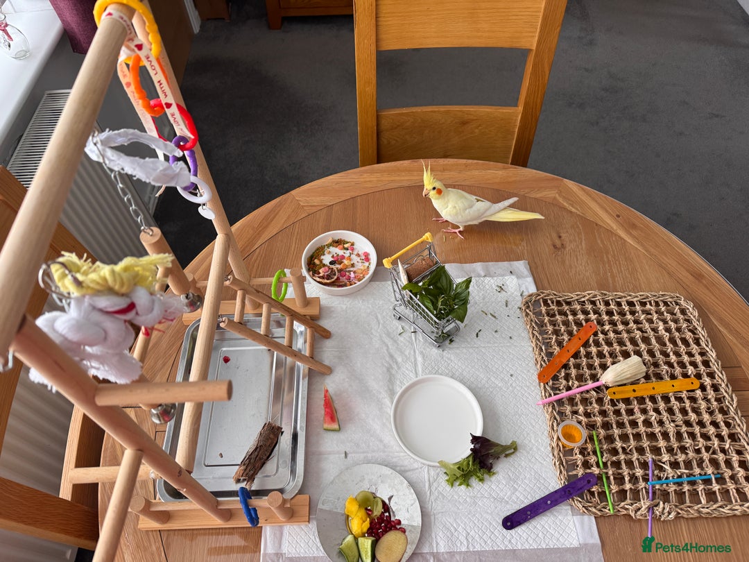 Cockatiels birds for sale: Lutino Cockatiel   & Cage -  Pending Collection - Image 7