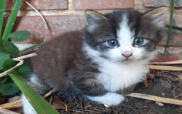 Mixed Breed cats for sale: 6 Kittens Available to take home today 😸  - Image 26