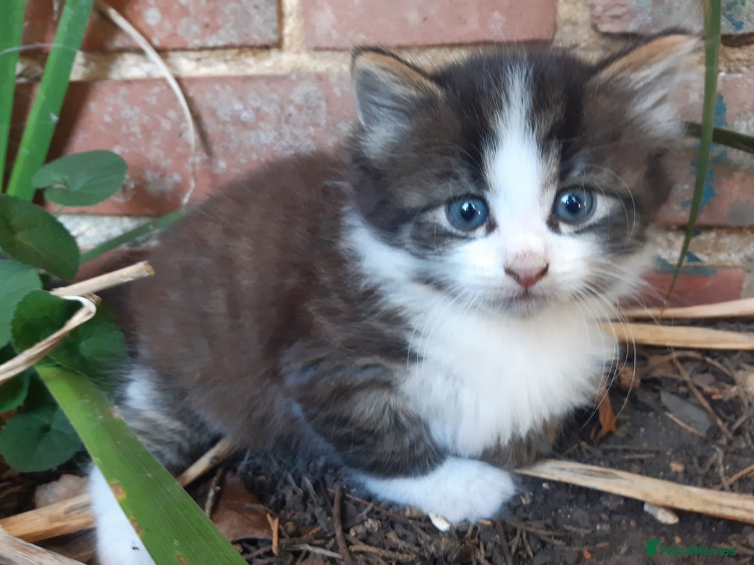 Mixed Breed cats for sale: 6 Kittens Available to take home today 😸  - Image 26