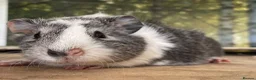Guinea Pig rodents for sale: Baby sow guinea pigs  - Advert 4