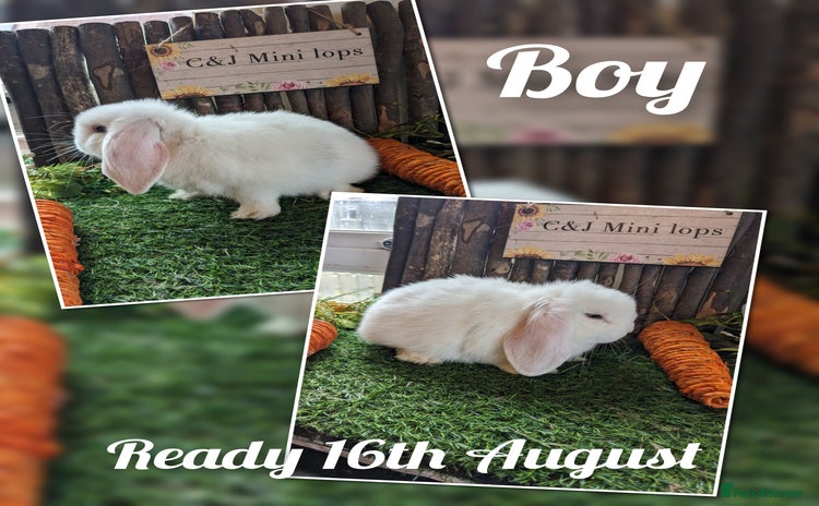Mini Lop rabbits - Advert 1