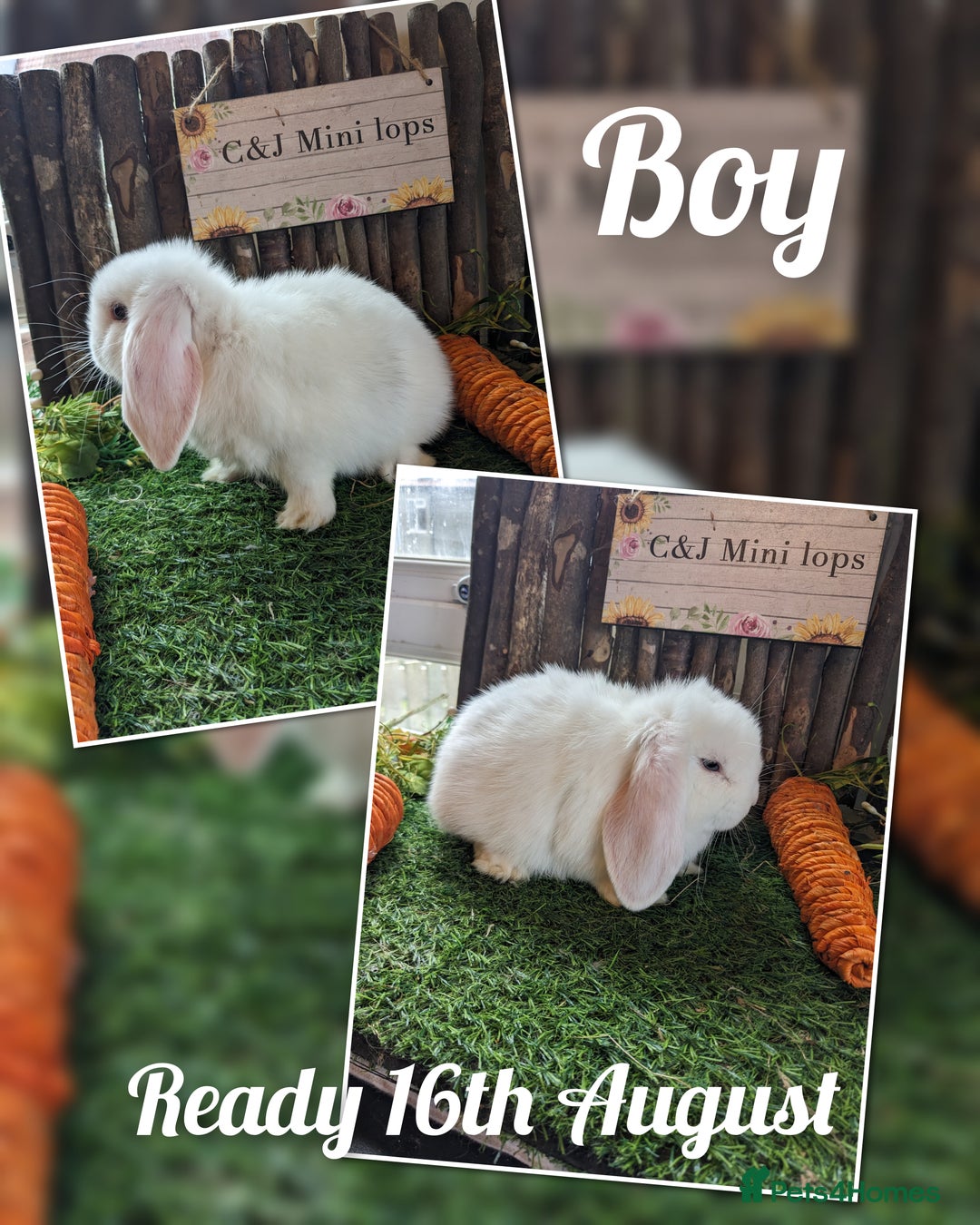 Mini Lop rabbits for sale: Mini lop kits  - Image 1