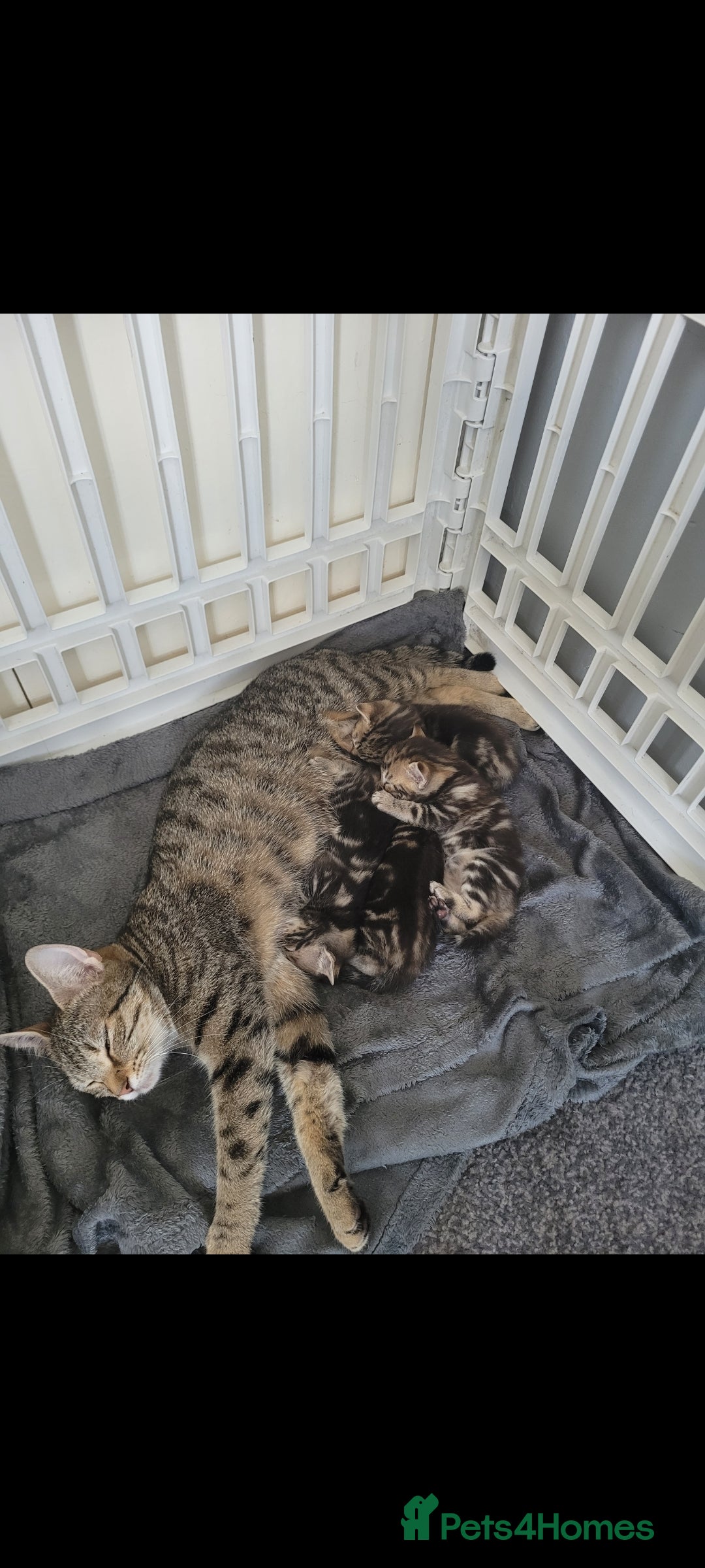 Bengal cats Bengal cross (5 MONTHS OLD) - Advert 5