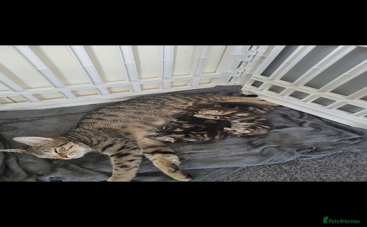 Bengal cats Bengal cross kitten - Advert 1