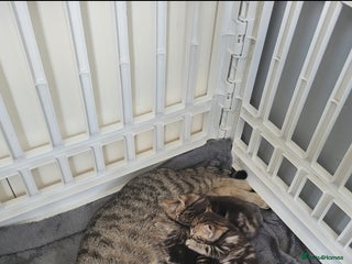 Bengal cats Bengal cross kitten - Advert 1