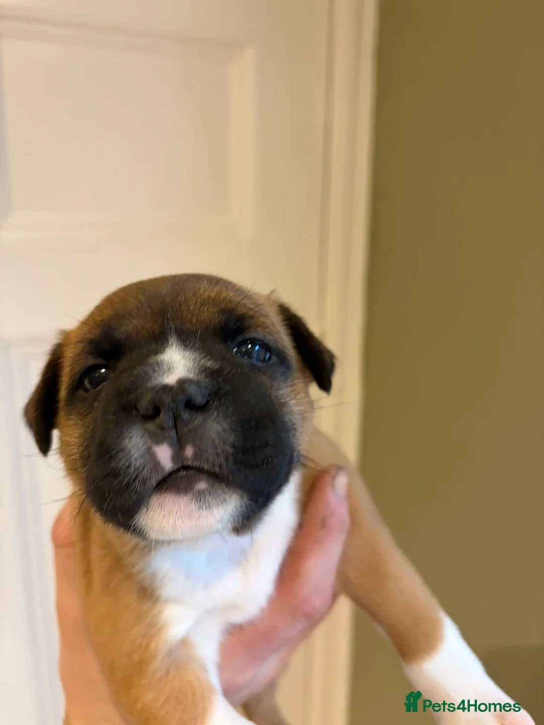 Staffordshire Bull Terrier dogs for sale: Stunning litter of 5 red/pied Staffies. Coi 3.8% - Advert 11