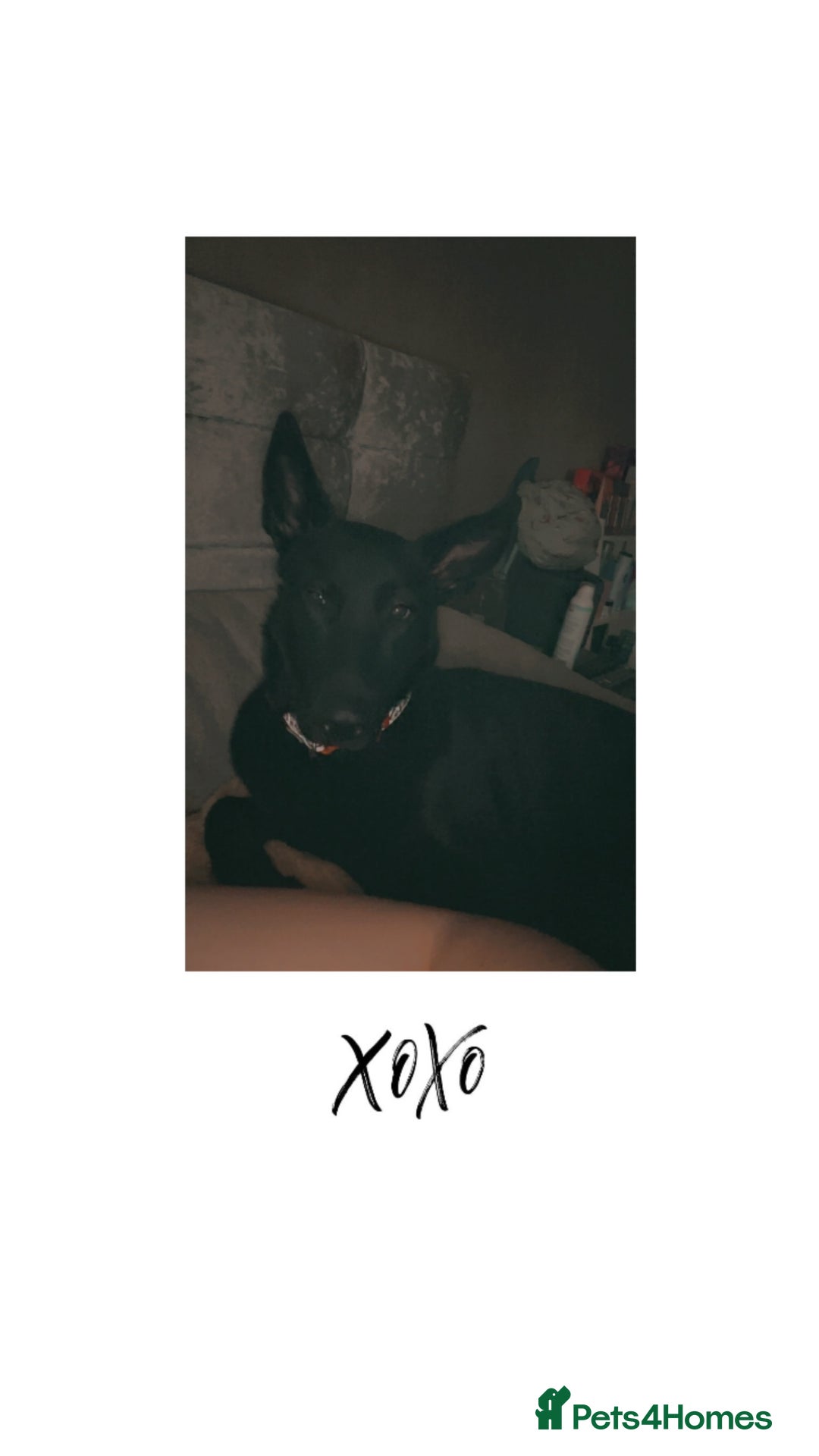 Mixed Breed dogs for sale: Female German Shepard x Lab - Image 1
