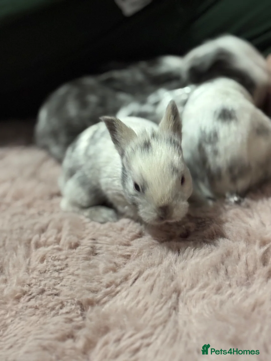 Lionhead rabbits for sale: Four Lionhead Babies - Advert 5