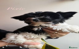 Yorkshire Terrier dogs for sale: Colourful Biewer Yorkshire terriers  - Advert 12