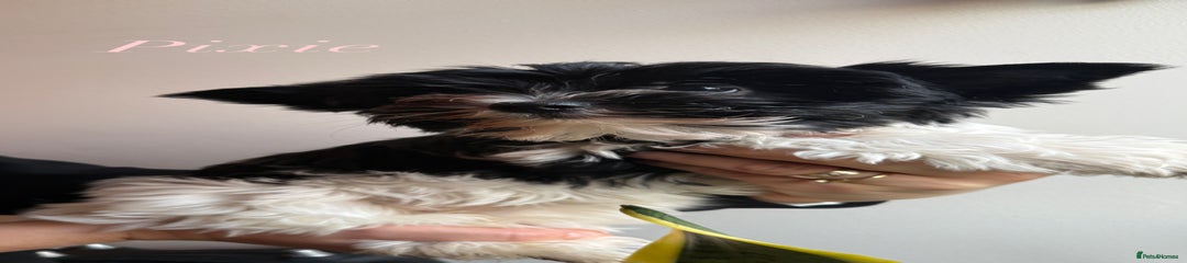 Yorkshire Terrier Puppy 4