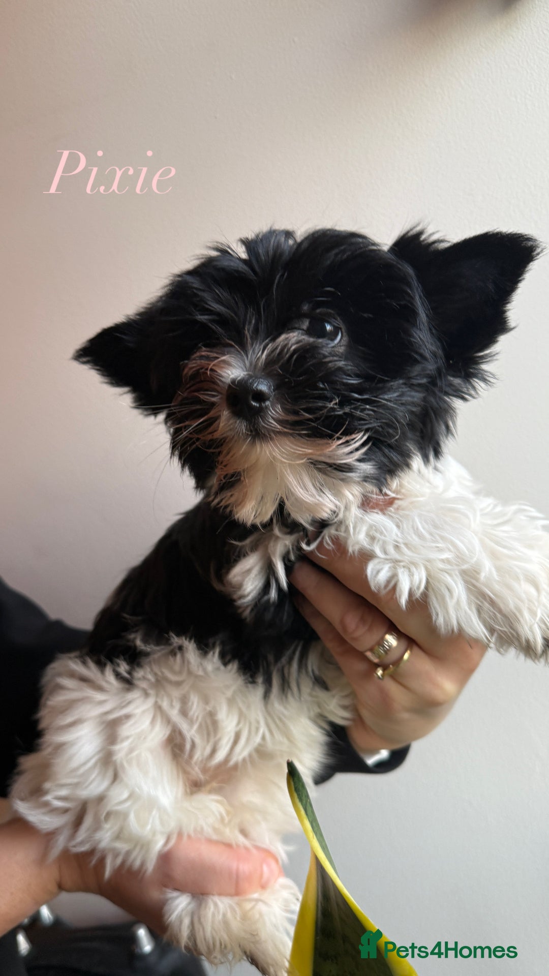 Yorkshire Terrier dogs for sale: Colourful Biewer Yorkshire terriers  - Advert 12