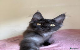 Maine Coon cats for sale: Pedigree GCCF Russian Import line Maine Coons - Image 10