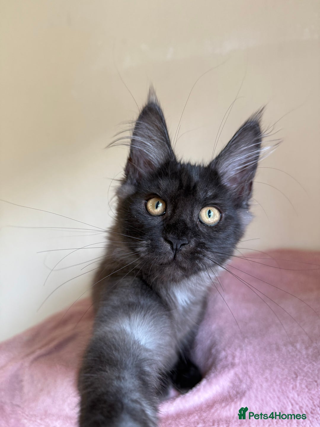 Maine Coon cats for sale: Pedigree GCCF Russian Import line Maine Coons - Image 10