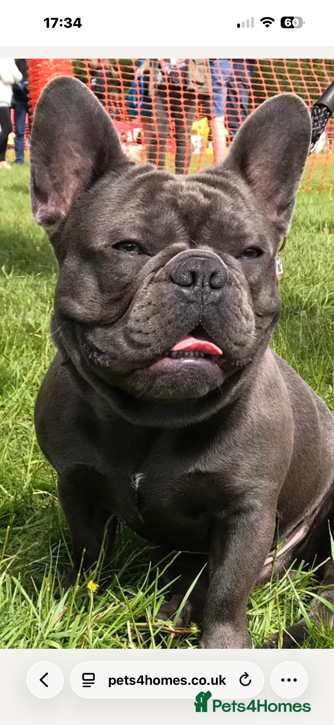 French Bulldog dogs for sale: Beautiful looking French bulldog puppies - Advert 6