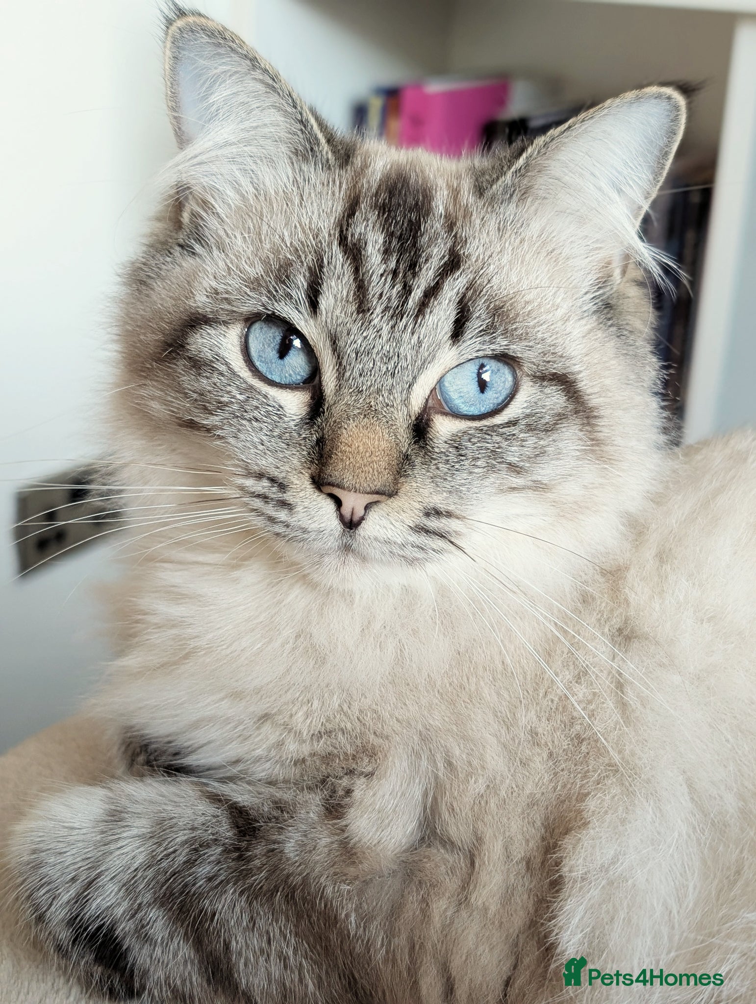 Mixed Breed cats Beautiful ragdoll x tabby x British blue shorthair - Advert 1
