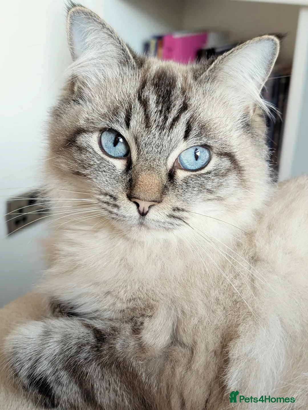 Mixed Breed cats for sale: Beautiful ragdoll x tabby x British blue shorthair - Advert 1