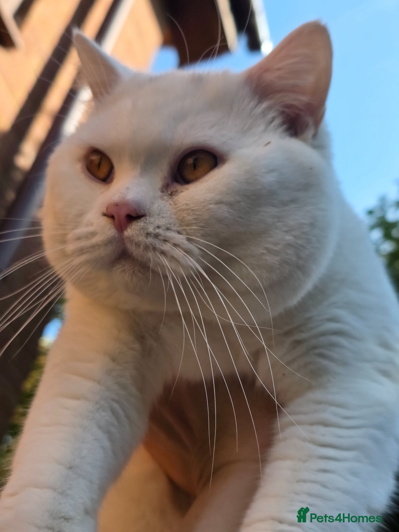 British Shorthair cats 🤍 PROVEN White British Shorthair Stud Service 🤍 - Advert 7