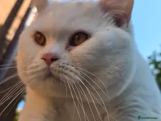 British Shorthair cats 🤍 PROVEN White British Shorthair Stud Service 🤍 - Advert 7