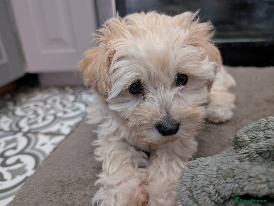 Maltipoo dogs for sale: Last Beautiful tiny female puppy available  - Image 3