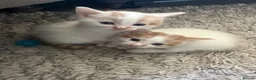 Mixed Breed cats for sale: Two white and ginger stunning Boys  in Ashford - Advert 5
