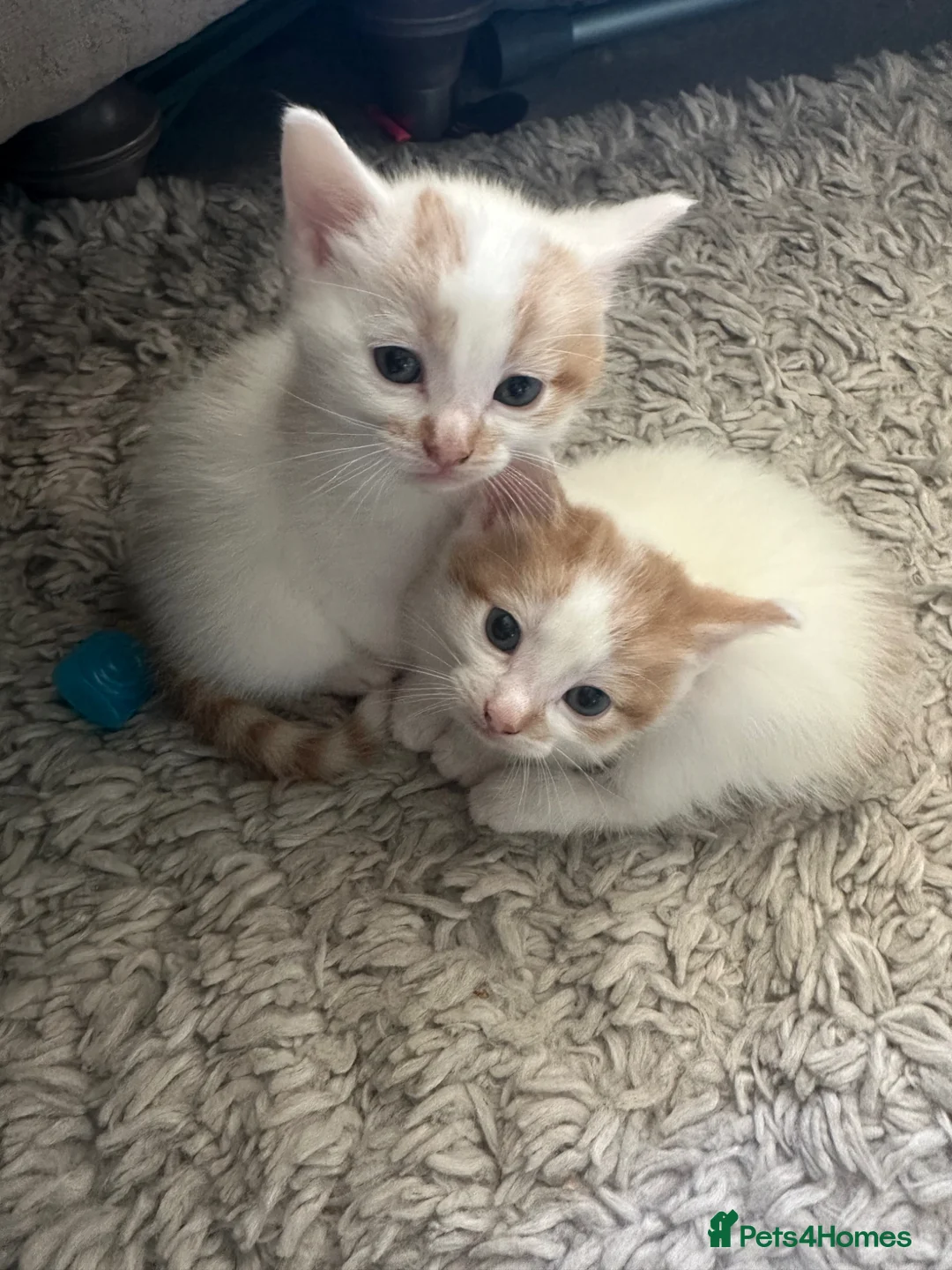 Mixed Breed cats for sale: Two white and ginger stunning Boys  in Ashford - Advert 5