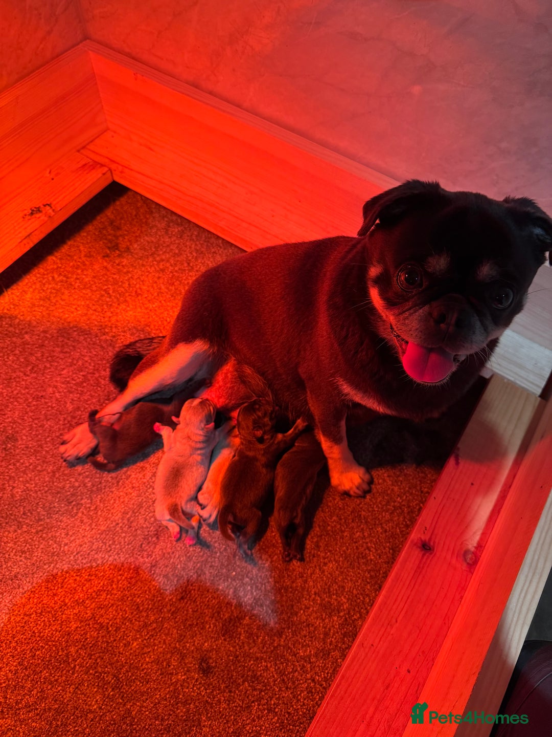 Pug dogs for sale: Rare coloured pug puppies available  - Advert 1