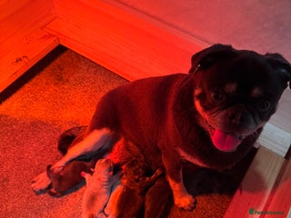 Pug dogs Rare coloured pug puppies available - Advert 6