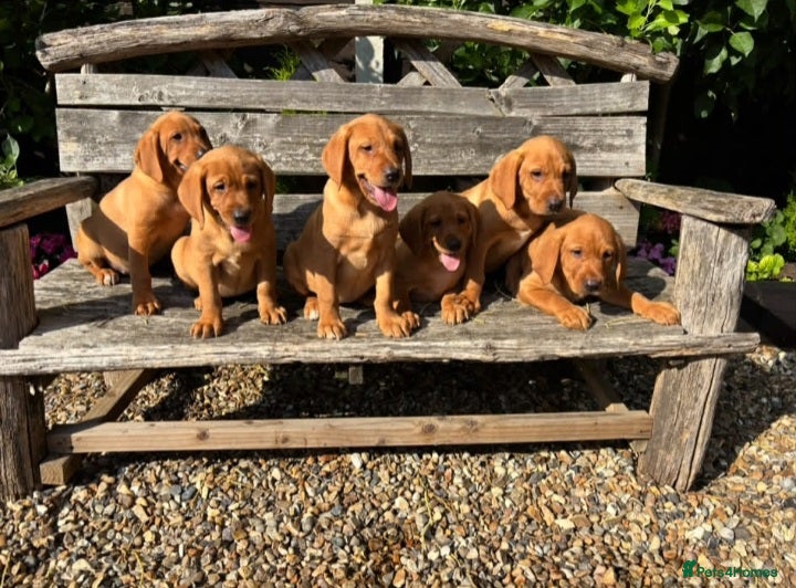 Labrador Retriever dogs Kc registered fox red labrador puppies - Advert 2