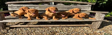 Labrador Retriever 6