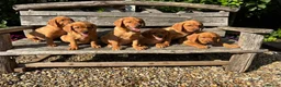 Labrador Retriever dogs for sale: Kc registered fox red labrador puppies - Advert 2