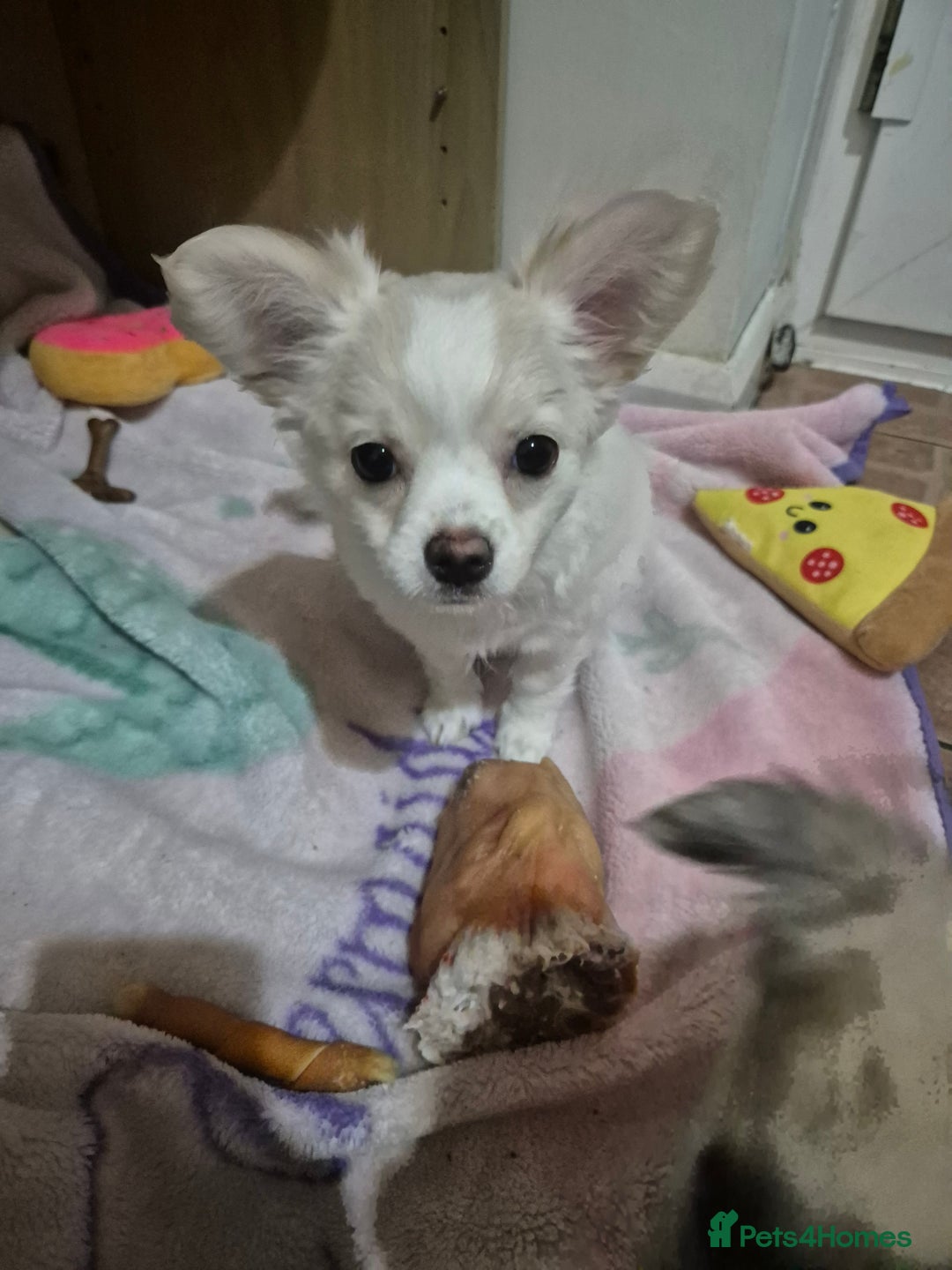 Chihuahua dogs for sale: Puppy  - Advert 8