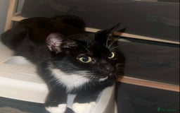 Mixed Breed cats for sale: Loveable Kittens - Advert 1