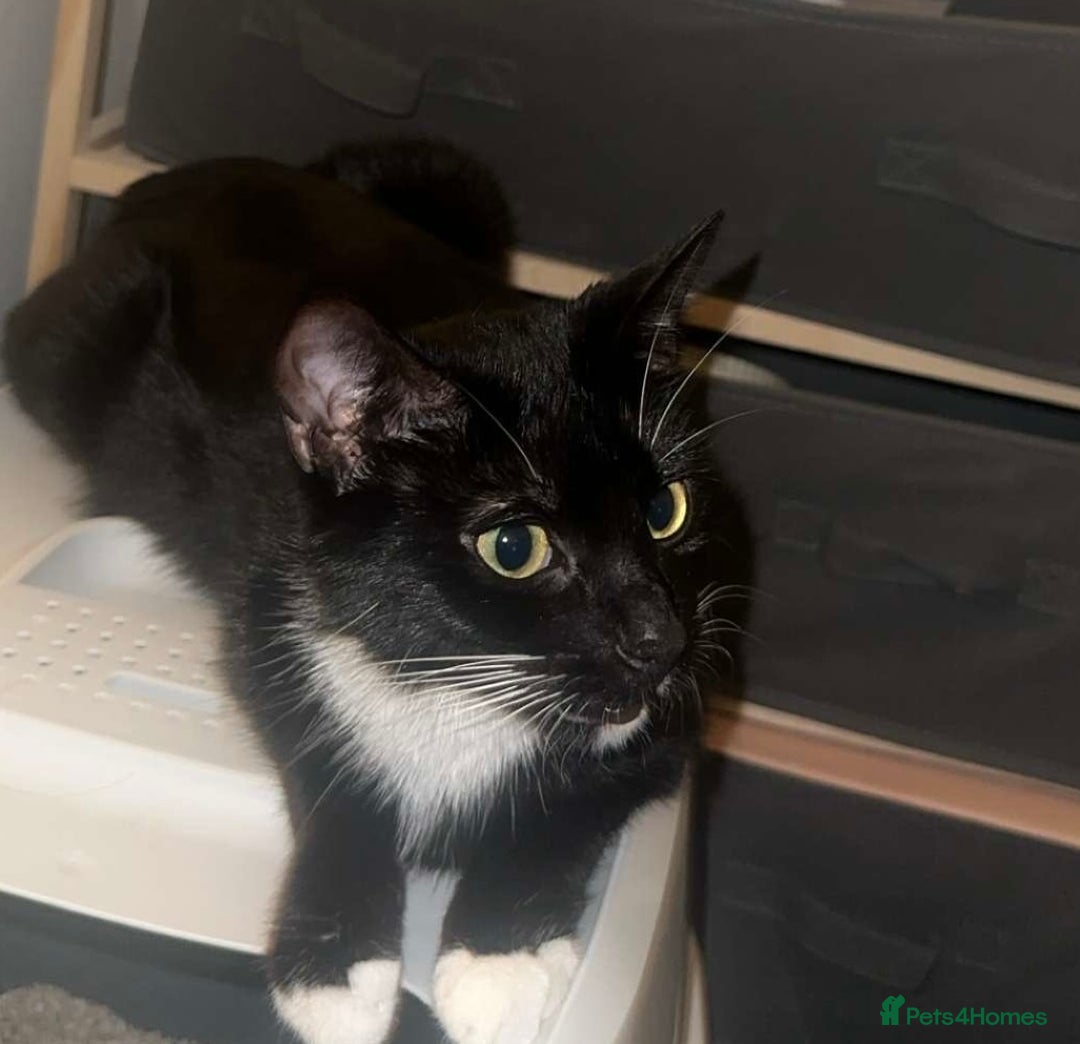 Mixed Breed cats for sale: Loveable Kittens - Advert 1