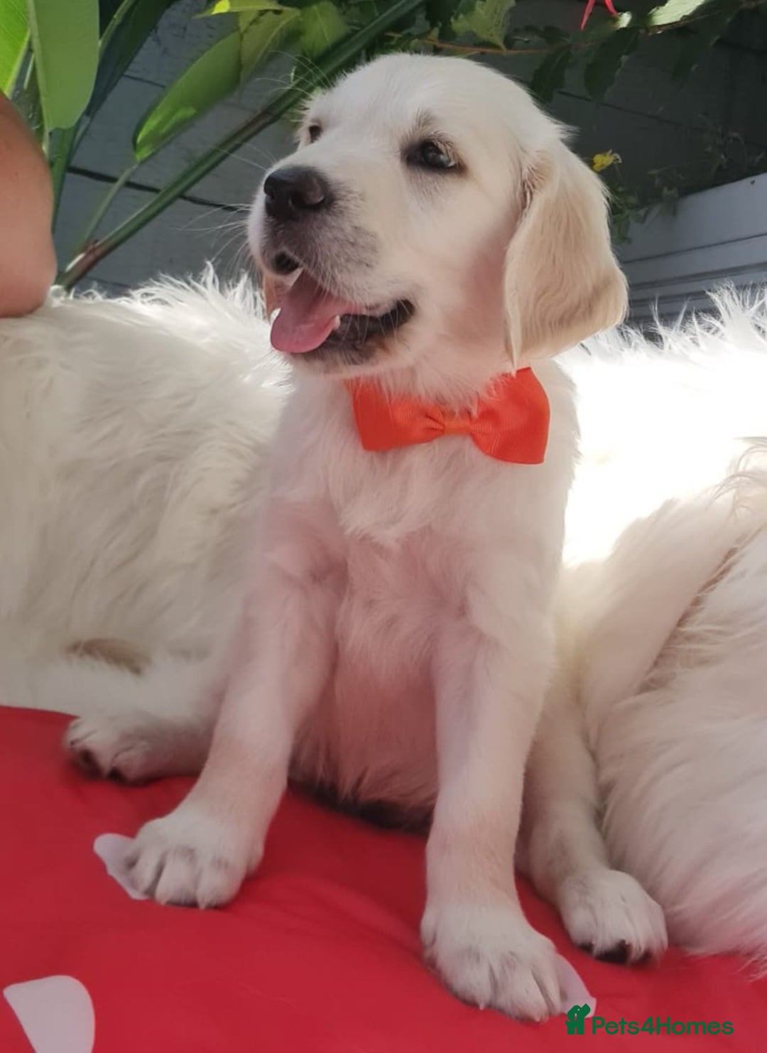 Golden Retriever dogs for sale: Stunning Golden Retriever puppies  - Image 36