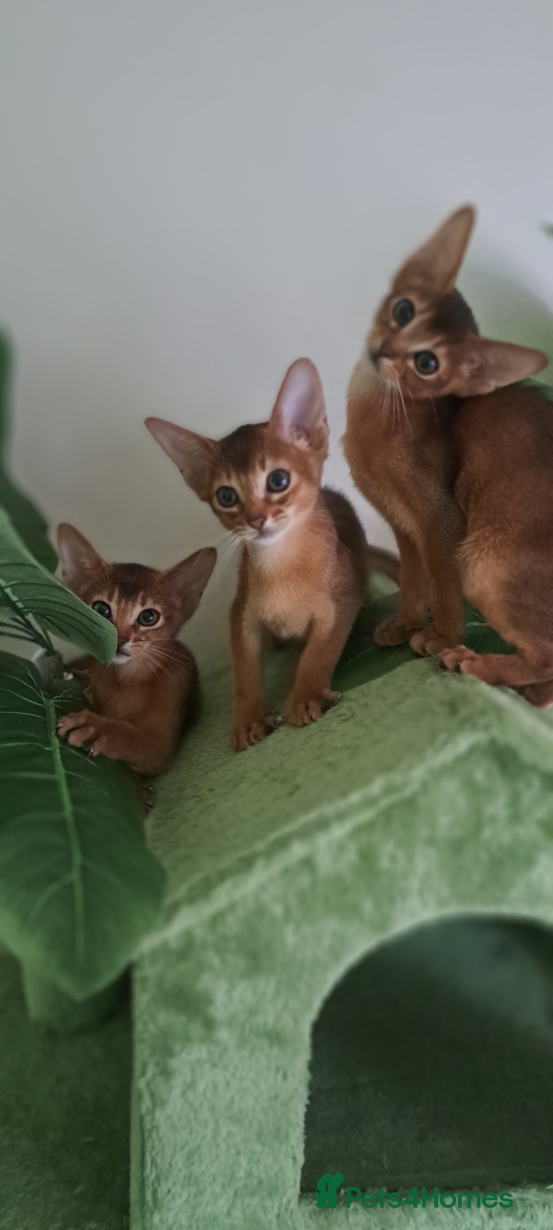 Abyssinian cats for sale: Beautiful Abyssinian Kittens - Image 3