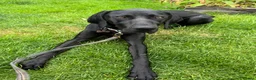 Mixed Breed dogs for sale: Female dog looking for forever home. in Crewe - Advert 7