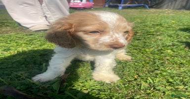 Cocker Spaniel dogs - Advert 2