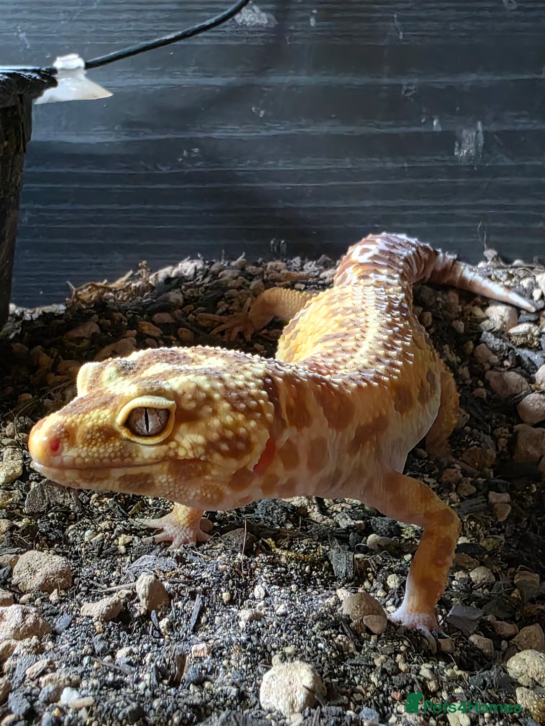 Leopard Gecko reptiles for sale: Leopard gecko and enclosure  - Advert 3