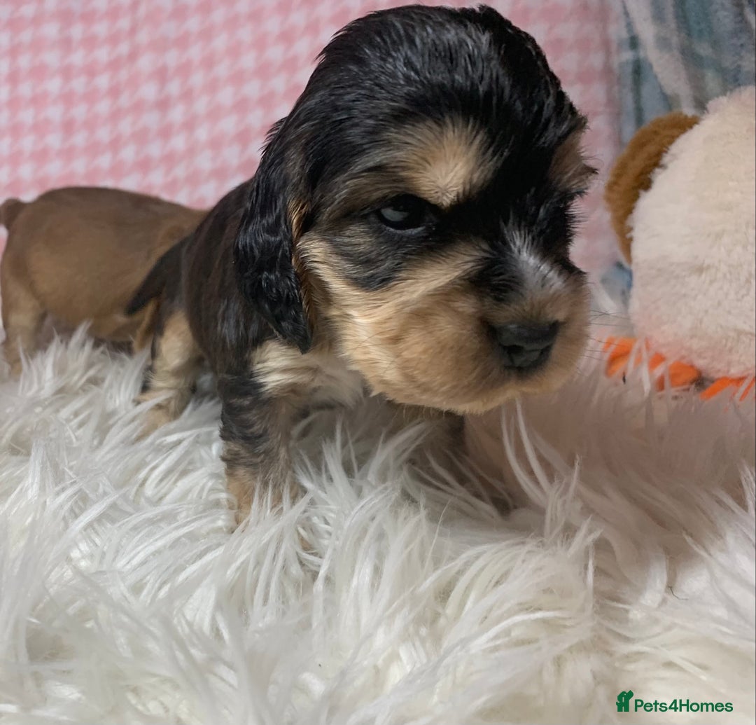 Cocker Spaniel dogs for sale: Show type cocker spaniel puppy’s PRA Clear  - Advert 12