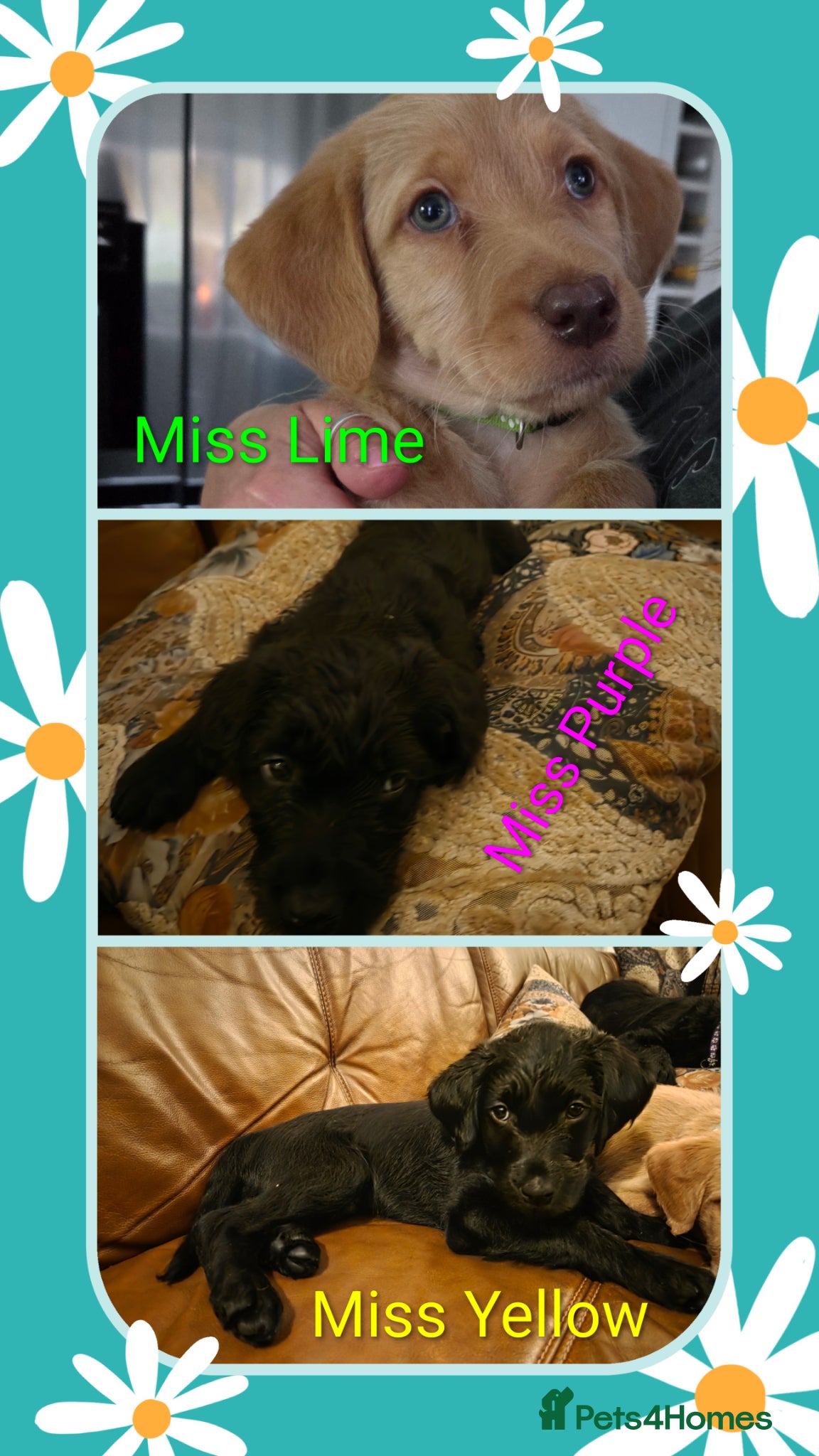 Labradoodle dogs Ready to go Beautiful Home-Raised Labradoodles - Advert 12