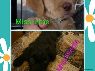 Labradoodle dogs Ready to go Beautiful Home-Raised Labradoodles - Advert 12